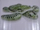 NEW Intex Realistic Sea Turtle Swimming Pool Inflatable Ride On 75 X 67 Inches
