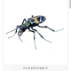 Hammered Firefly (Yellow) Evolution of Invertebrates Advanced Giant Beetle and F